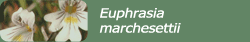 Euphrasia marchesettii