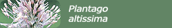 Plantago altissima