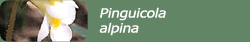 Pinguicola alpina