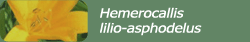 Hemerocallis lilio-asphodelus