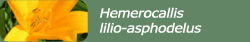 Hemerocallis lilio-asphodelus