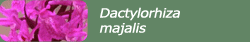 Dactylorhiza majalis