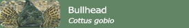 Bulkhead (Cottus gobio)